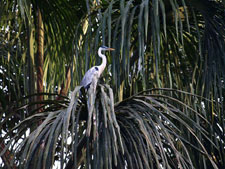 Ecuador-Amazon-La Selva Jungle Lodge